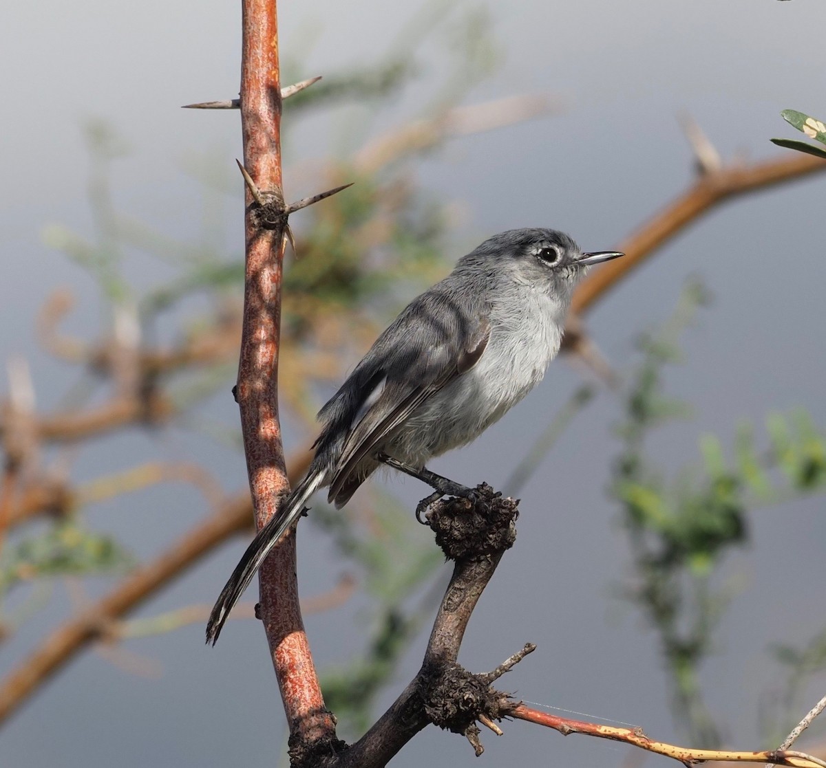 Black-tailed Gnatcatcher - ML173369141