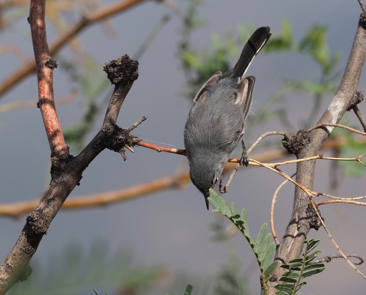 Black-tailed Gnatcatcher - Bob Foehring