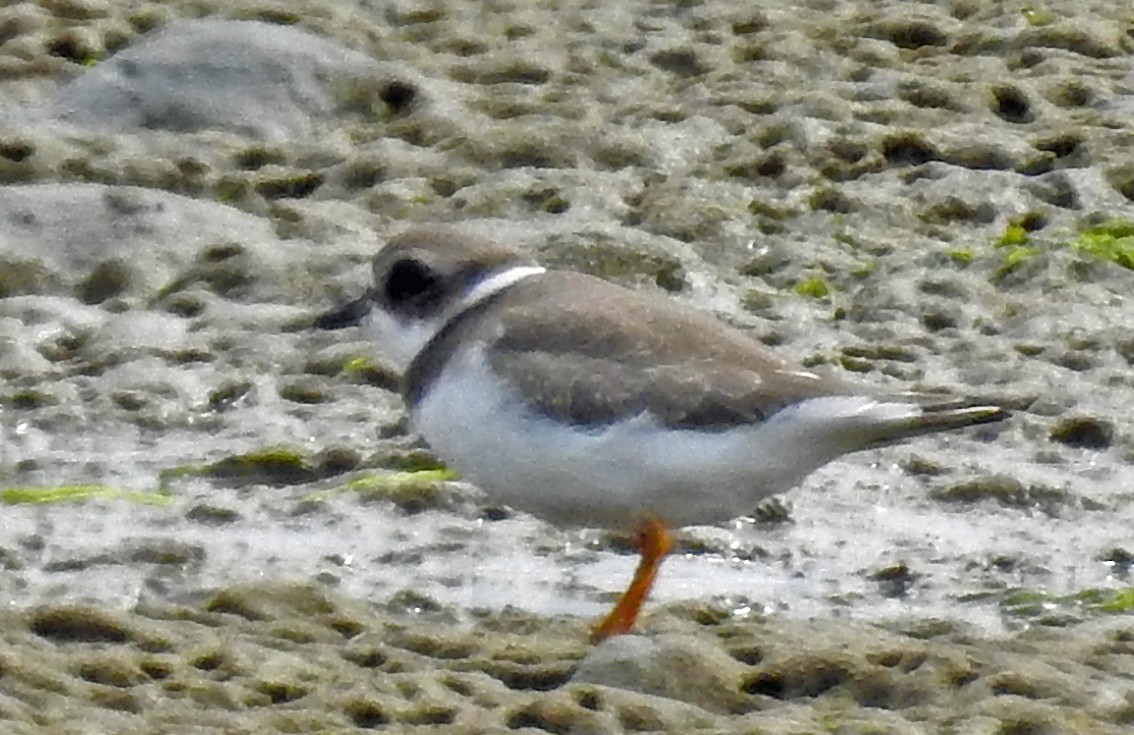 Semipalmated Plover - Jim Scott