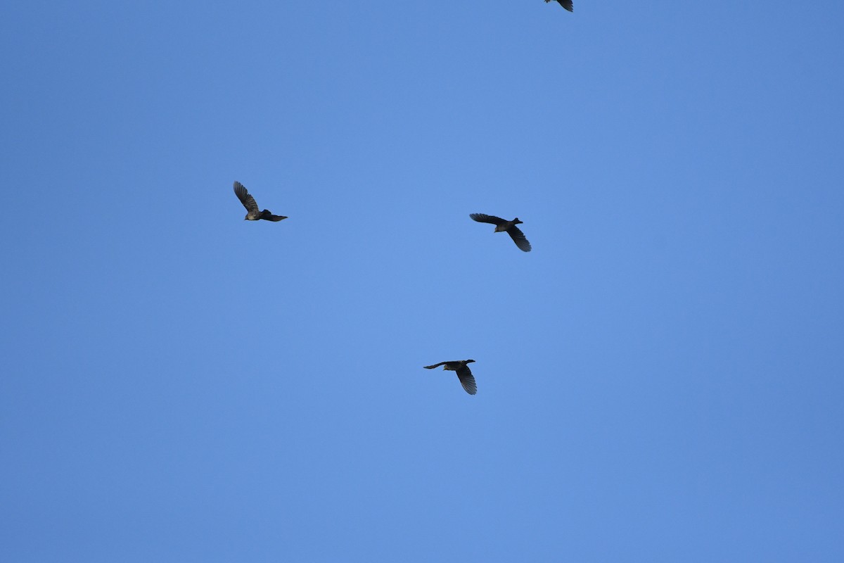 Red-winged Blackbird - ML173369641