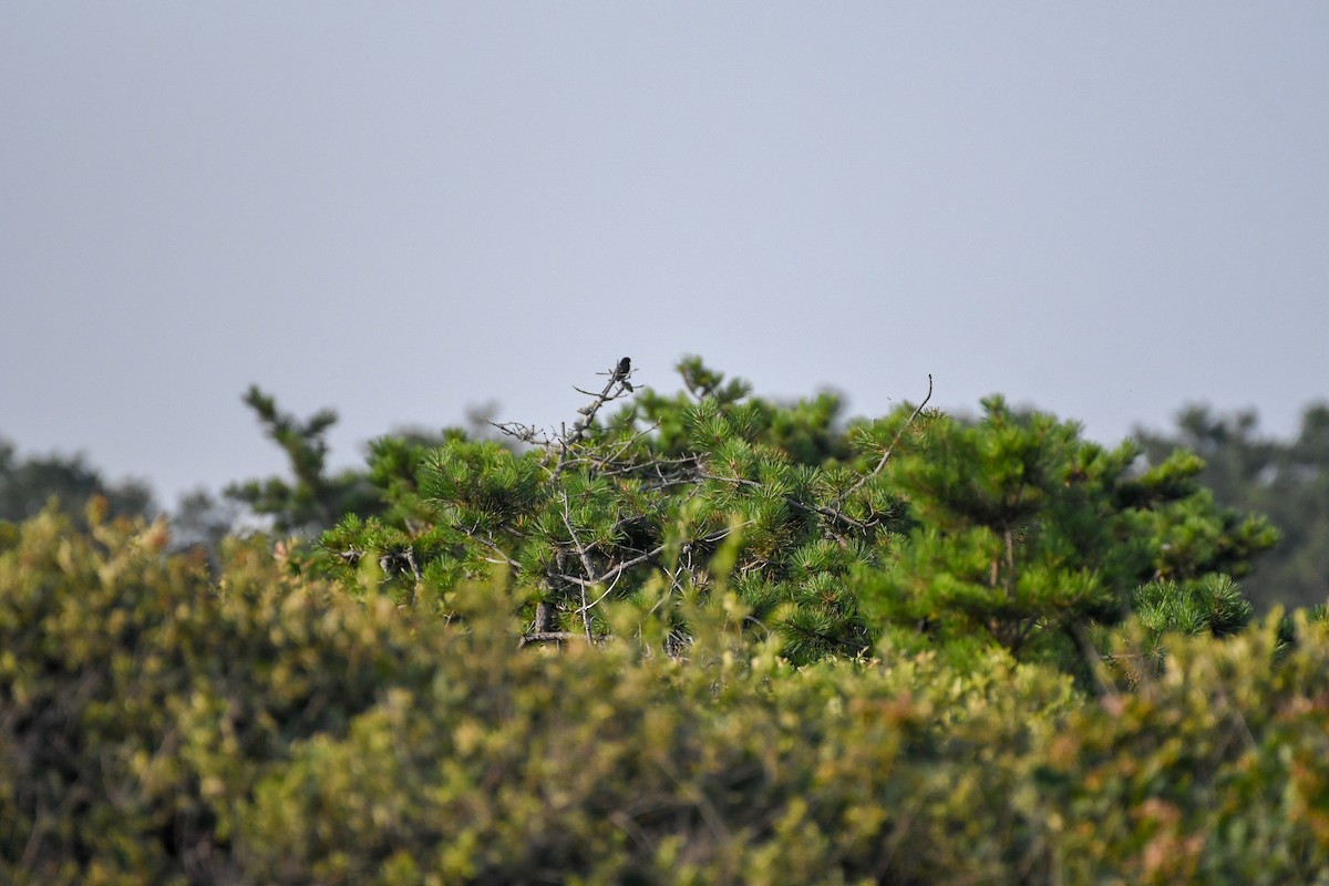 Eastern Towhee - ML173369781