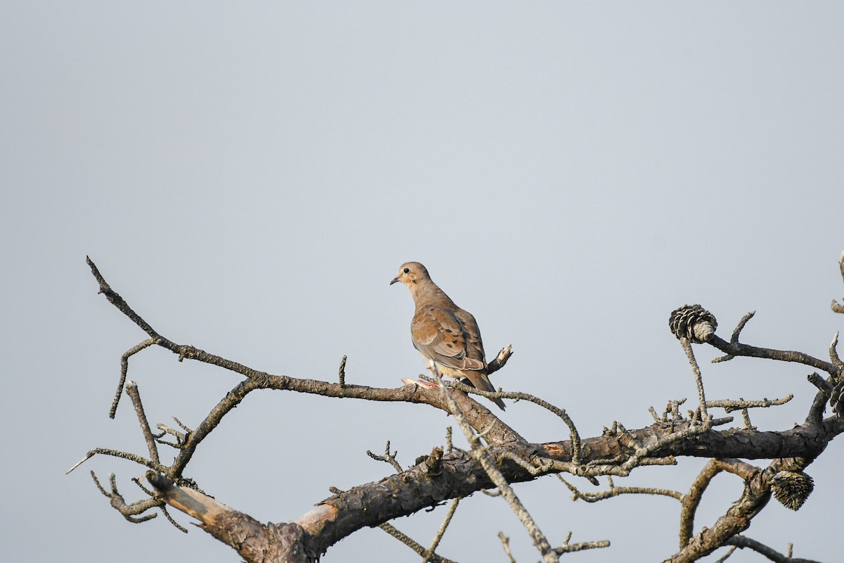 Mourning Dove - ML173369811