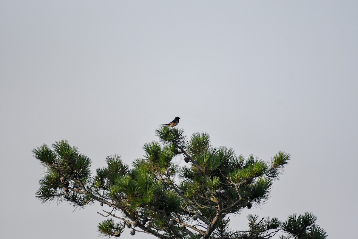 Eastern Towhee - ML173369831