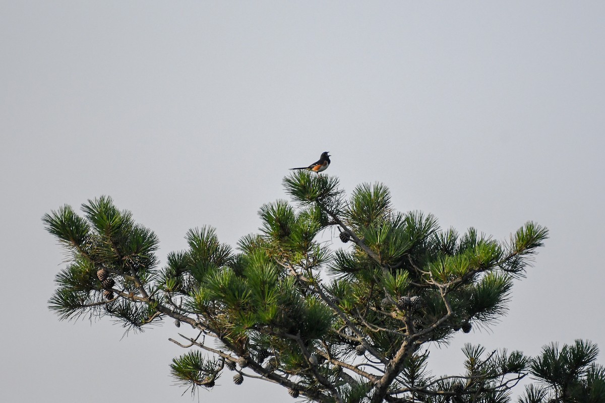 Eastern Towhee - ML173369841