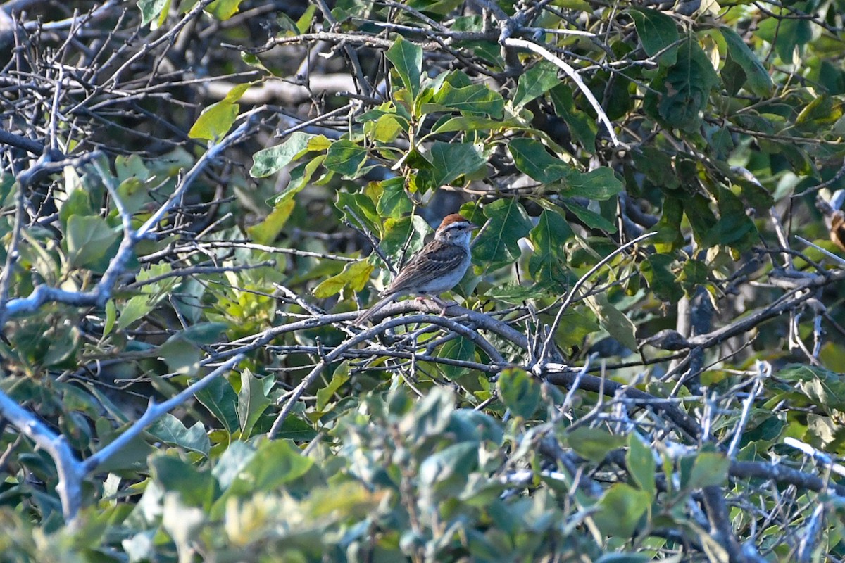 Chipping Sparrow - ML173369861