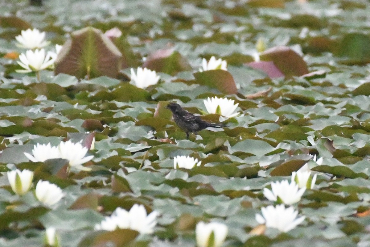 Red-winged Blackbird - ML173370581