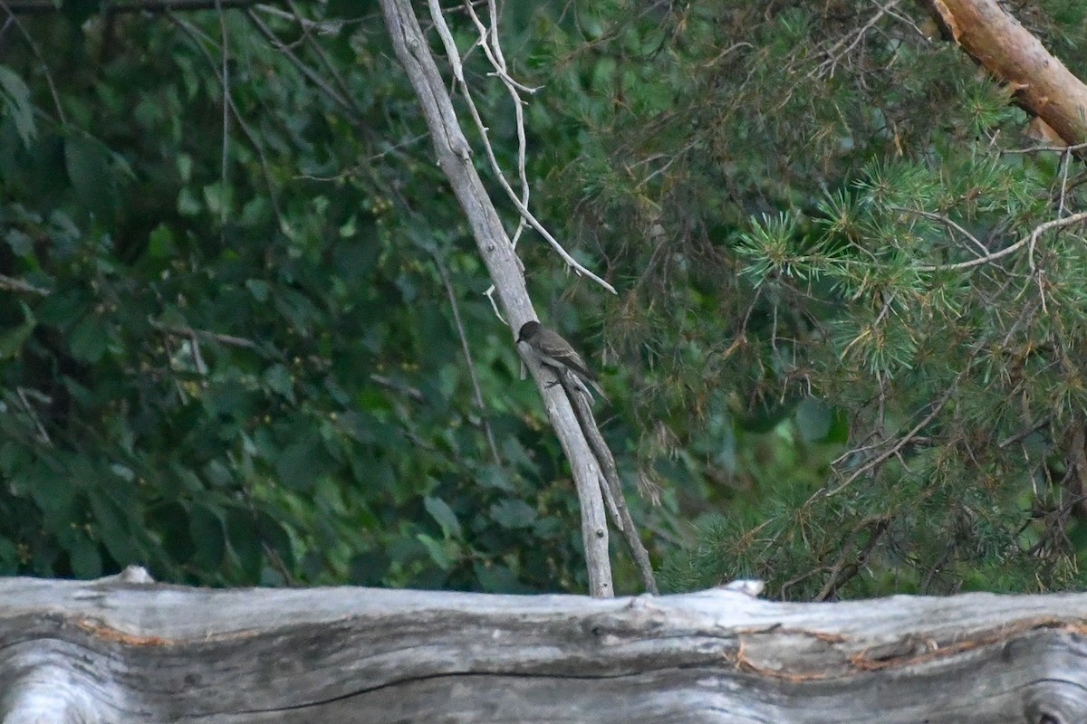 Eastern Phoebe - ML173370651