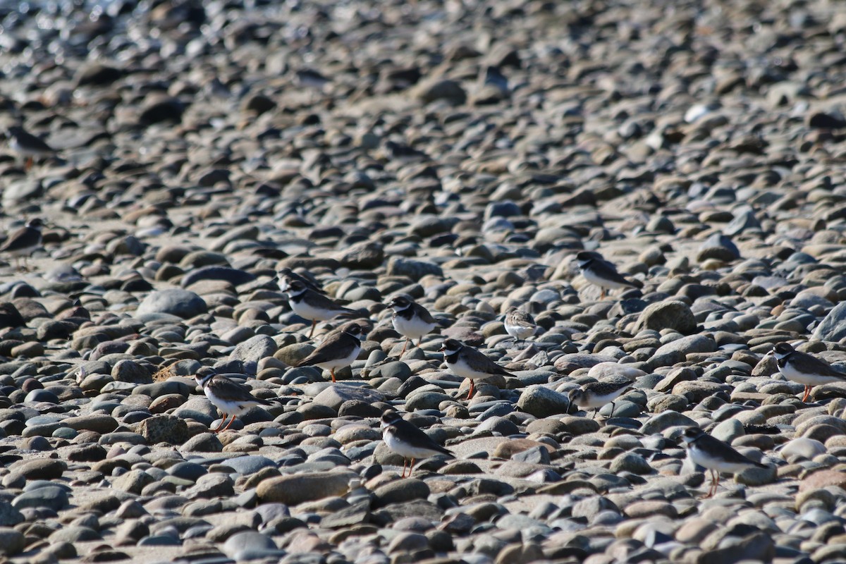 Semipalmated Plover - George Lynch