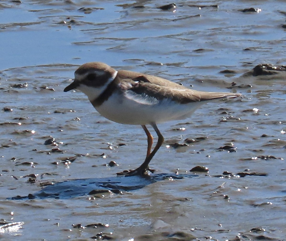 Semipalmated Plover - Diane Etchison