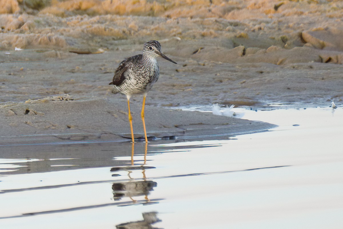 Lesser/Greater Yellowlegs - ML173375781