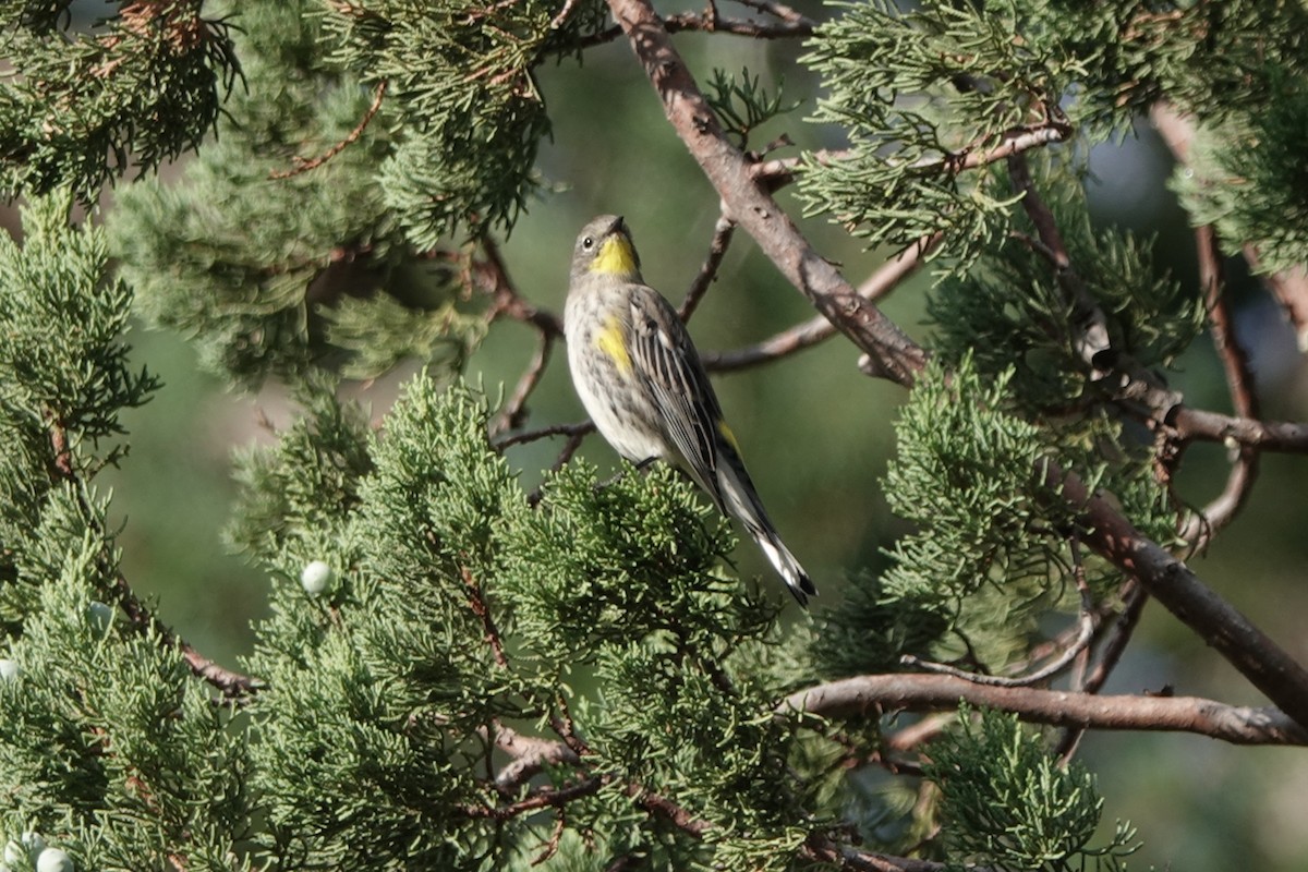 Yellow-rumped Warbler - ML173375791