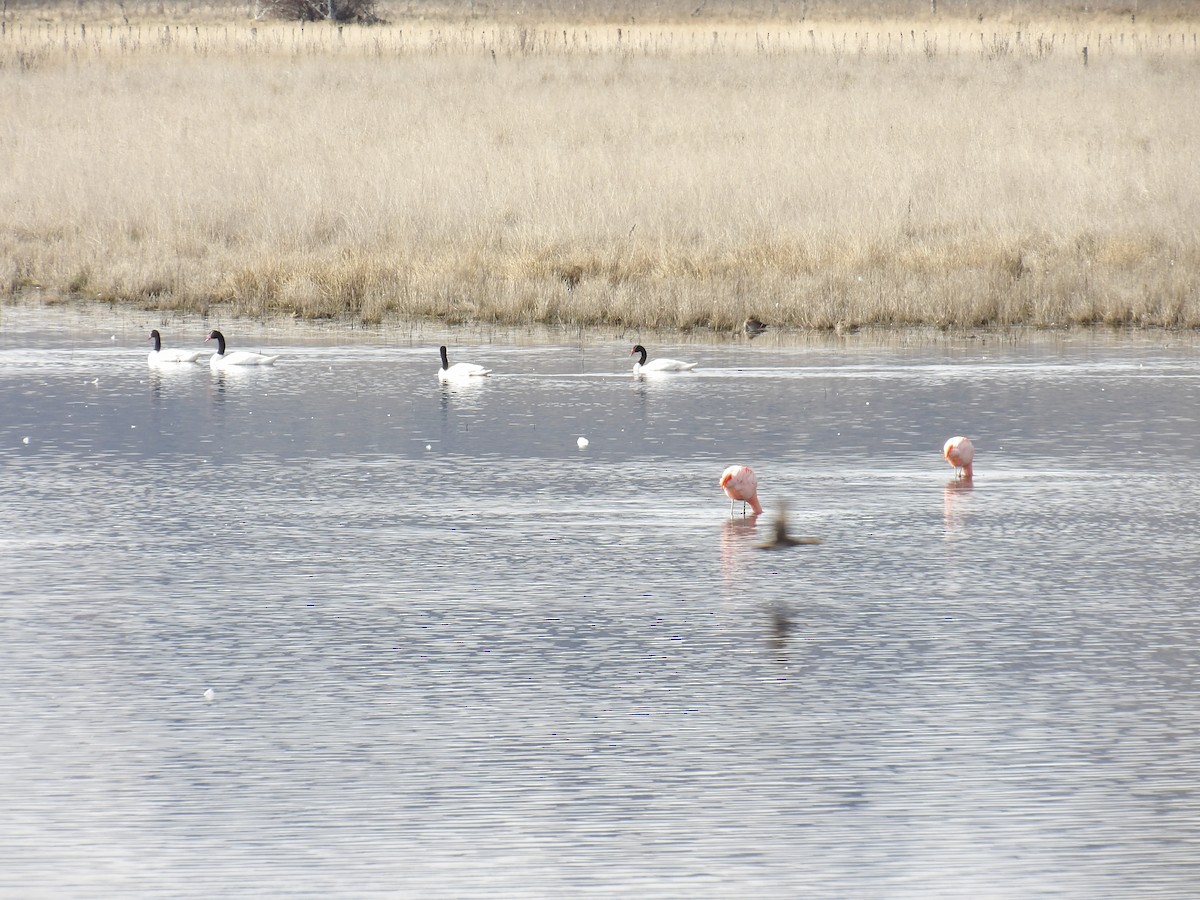 Black-necked Swan - ML173376471