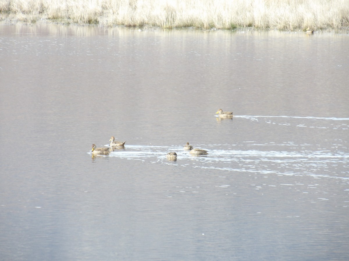 Yellow-billed Pintail - ML173376921