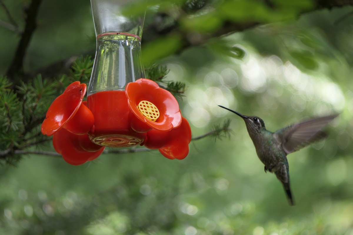 kolibřík skvostný - ML173376941