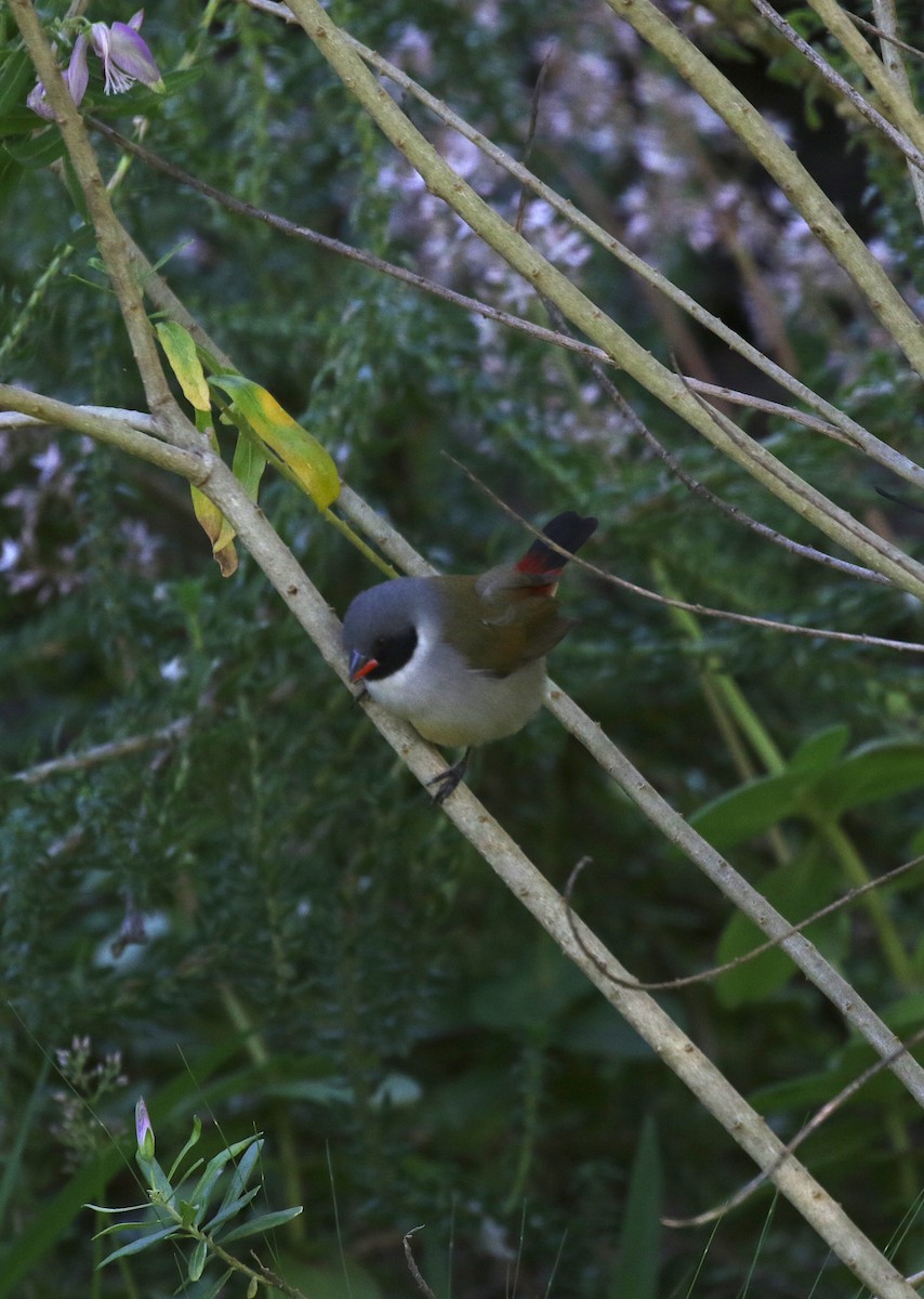 Swee Waxbill - Scott Sneed