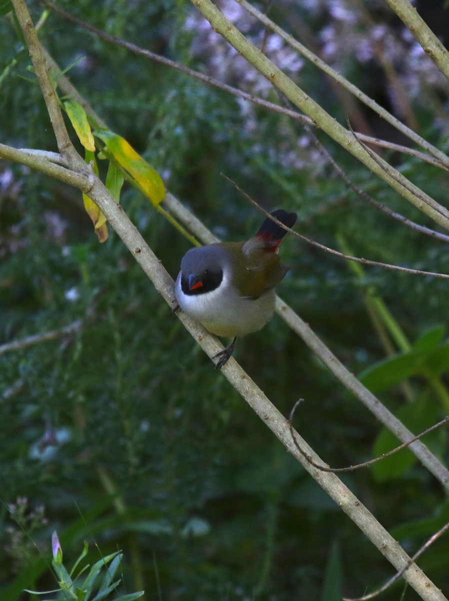 Swee Waxbill - ML173377371