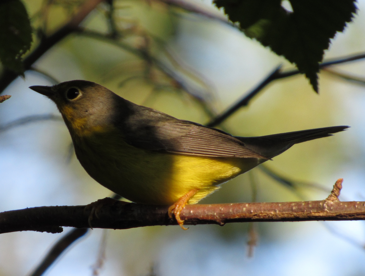 Canada Warbler - ML173378471