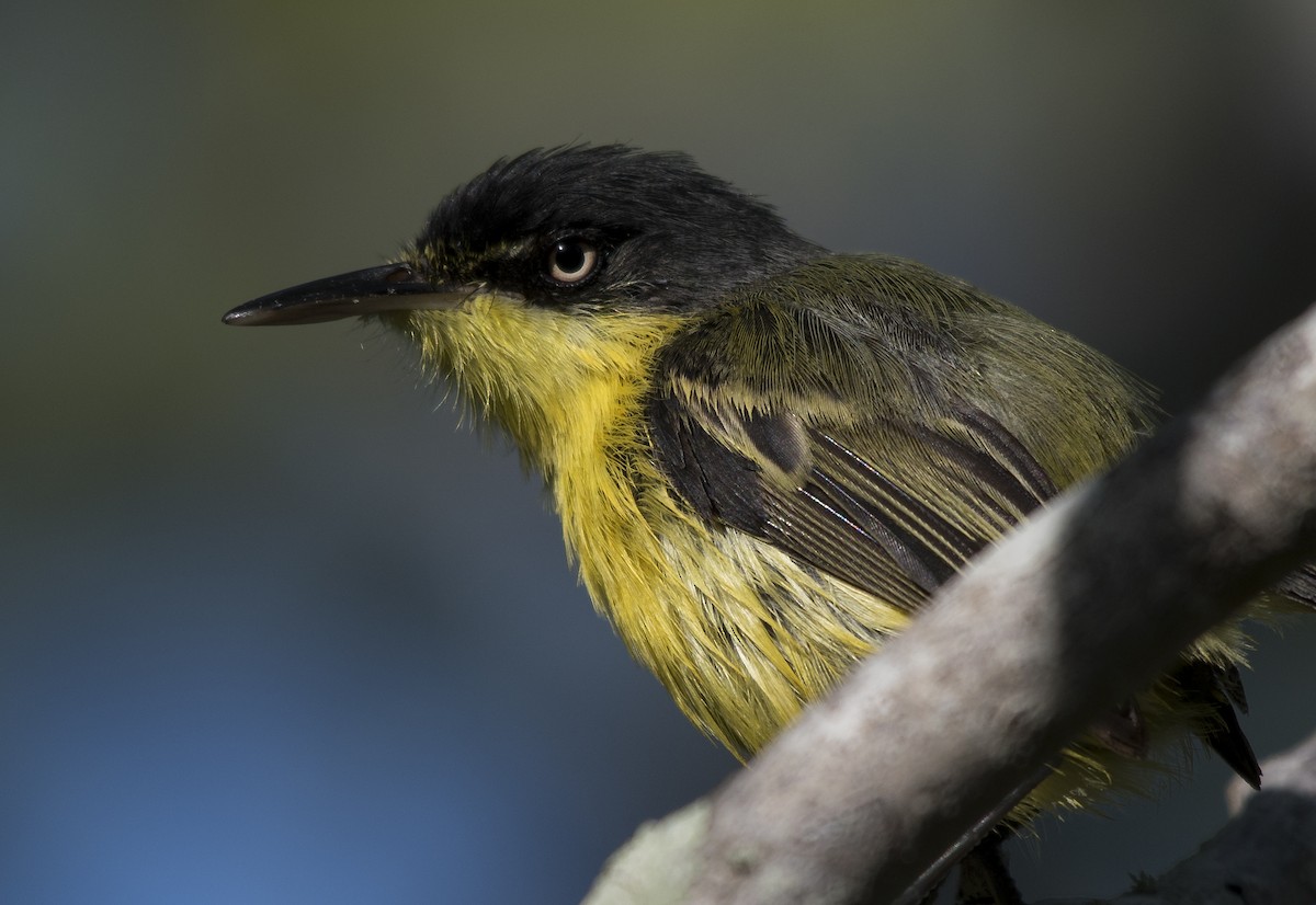 Common Tody-Flycatcher - ML173380071
