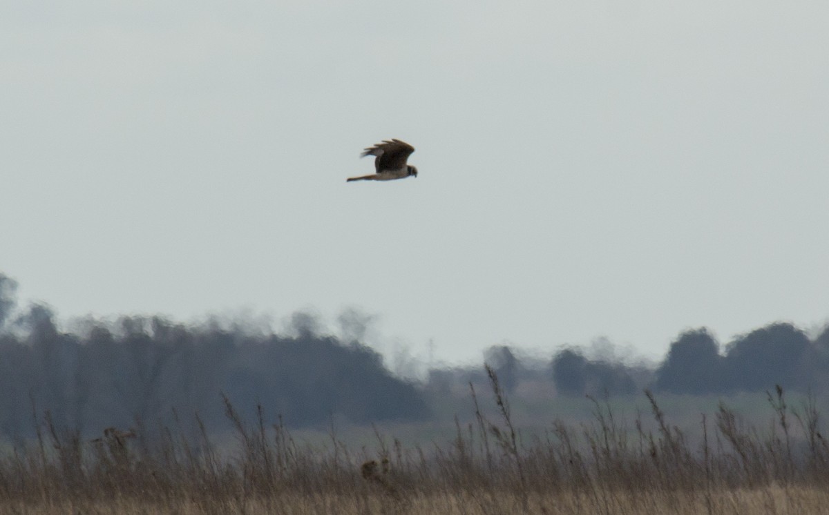 Long-winged Harrier - ML173380851