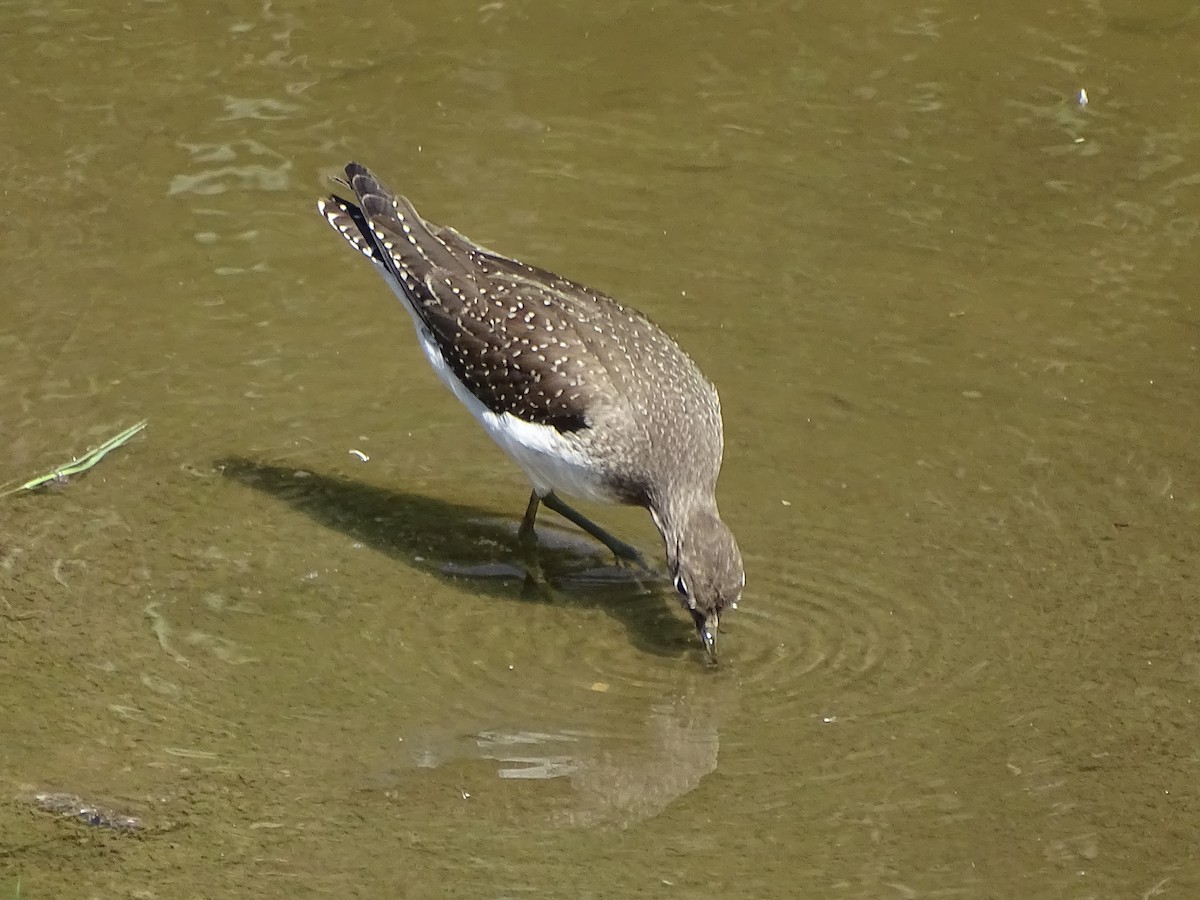 Solitary Sandpiper (cinnamomea) - ML173381811