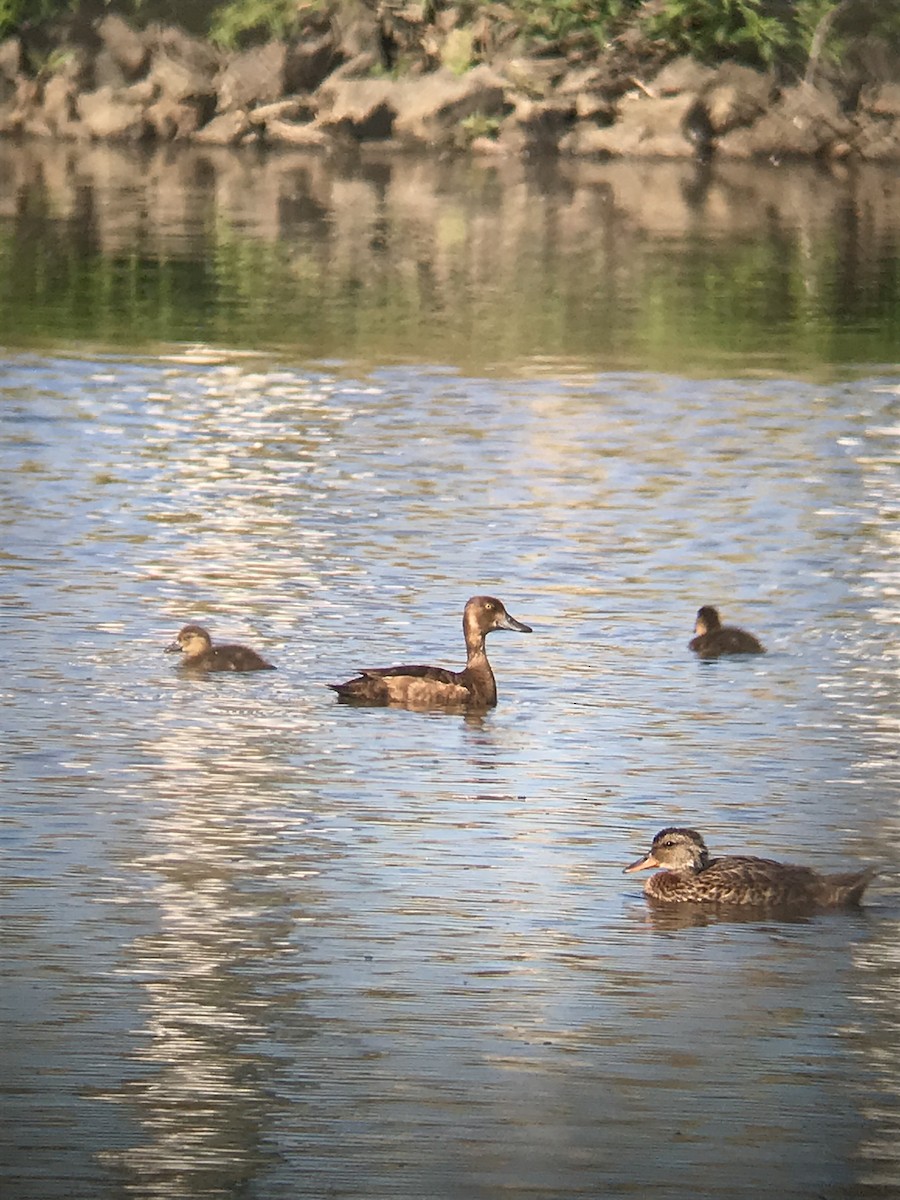 Lesser Scaup - ML173381961