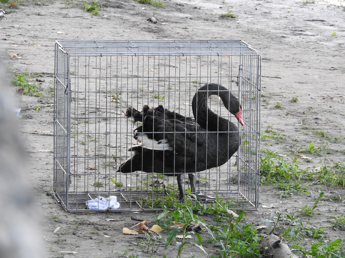Black Swan - ML173383021