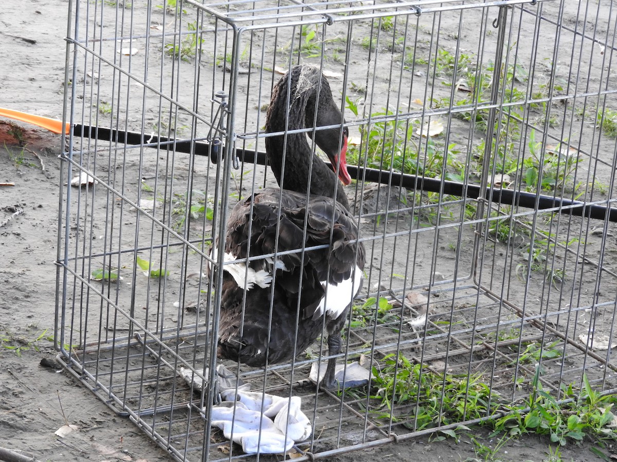 Black Swan - ML173383031