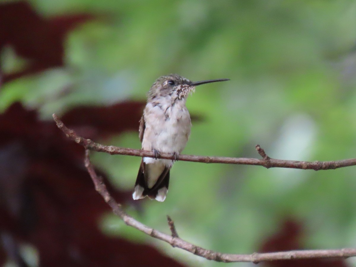 Ruby-throated Hummingbird - ML173383491