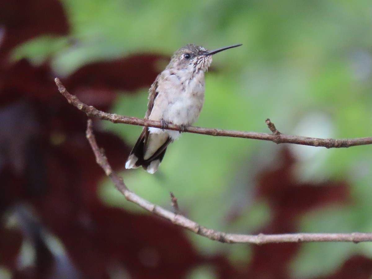 Ruby-throated Hummingbird - ML173383581