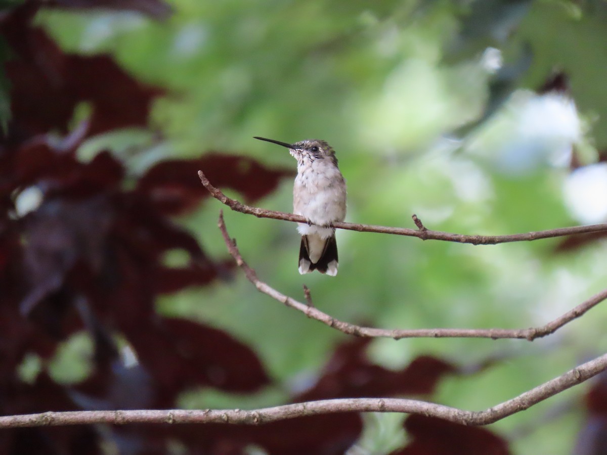 Ruby-throated Hummingbird - ML173383621