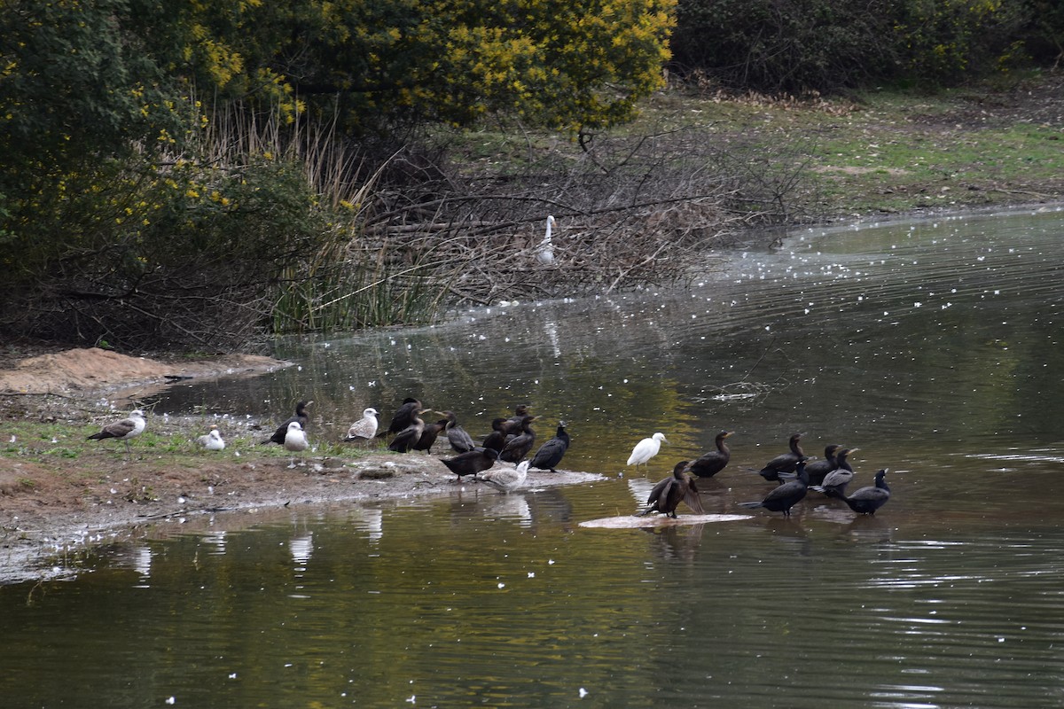 Neotropic Cormorant - ML173383981