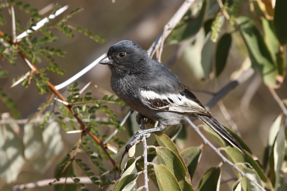 Southern Black-Tit - ML173384911