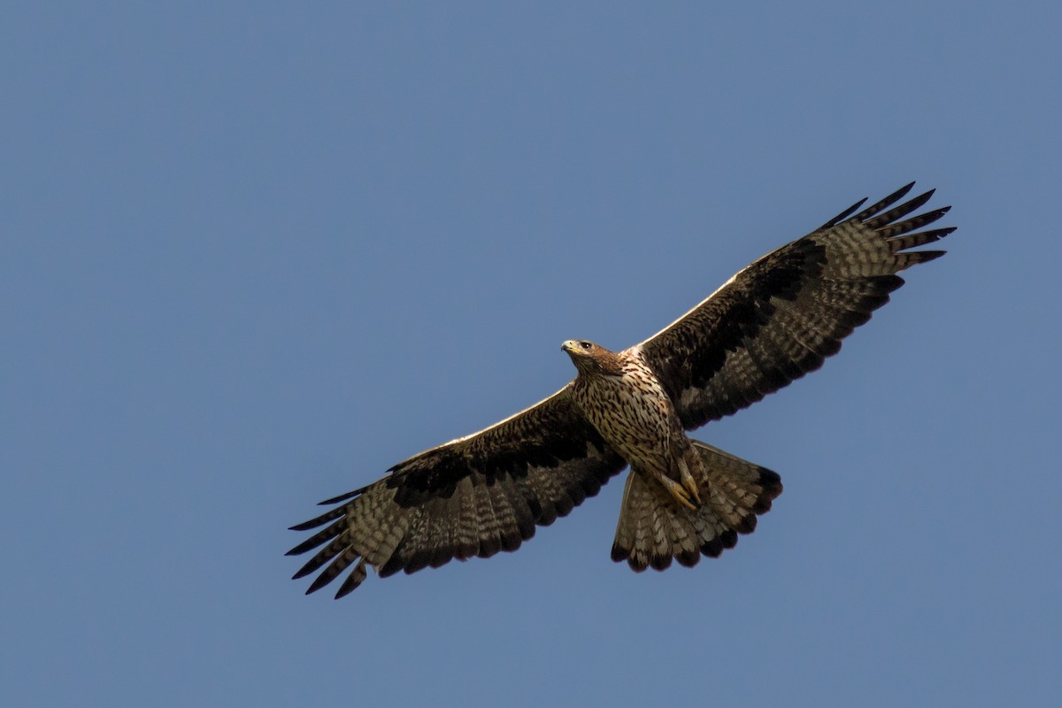 Bonelli's Eagle - ML173386521