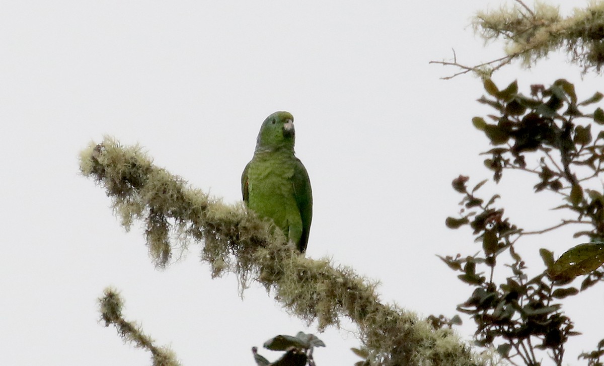 Scaly-naped Parrot - ML173386951