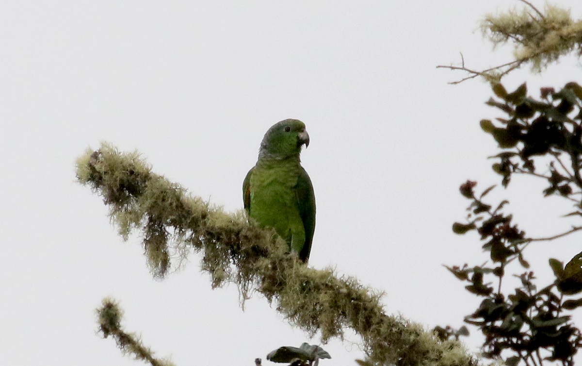 Scaly-naped Parrot - ML173387001