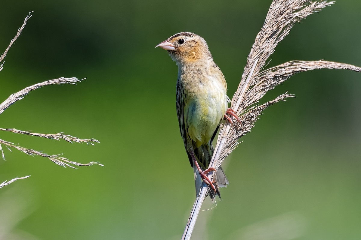 bobolink americký - ML173388251