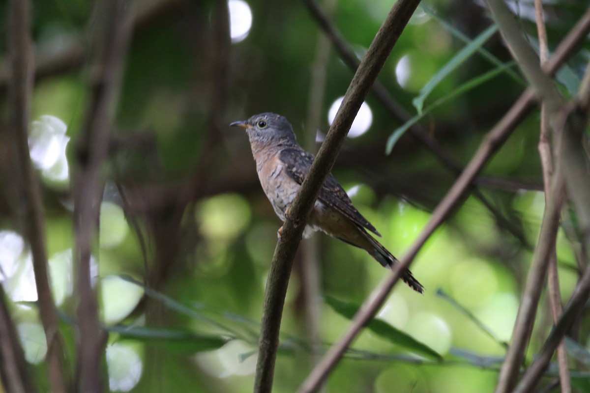 Brush Cuckoo - ML173388551