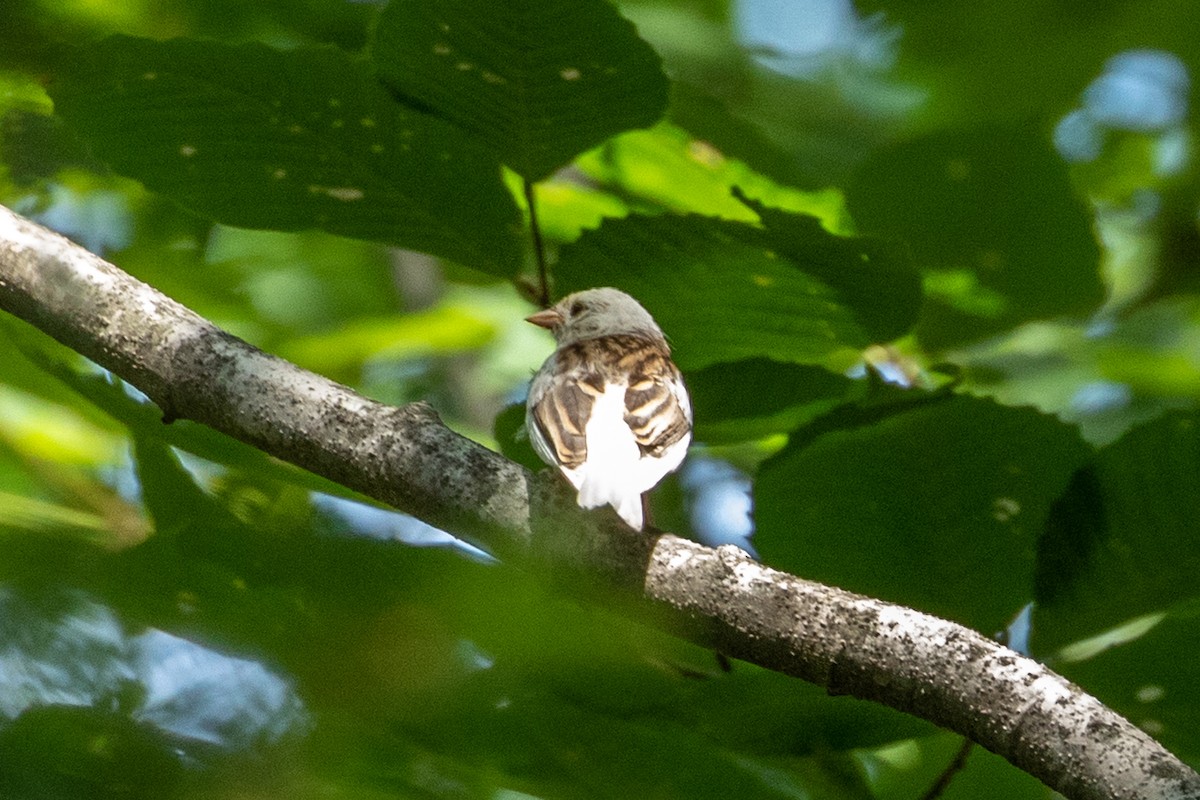 Chipping Sparrow - ML173389351