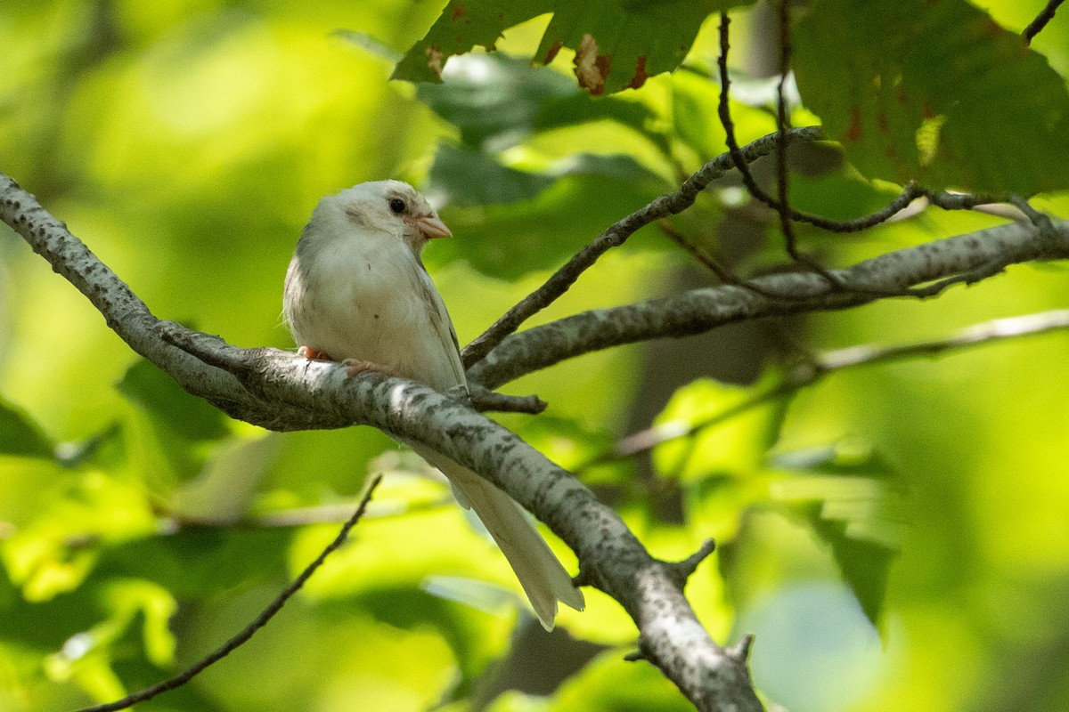 Chipping Sparrow - ML173389361