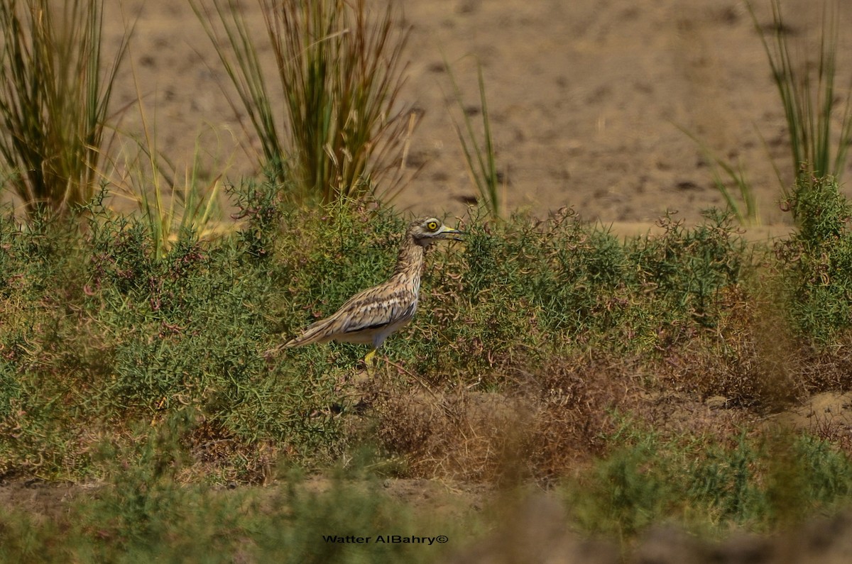 Eurasian Thick-knee - ML173389601