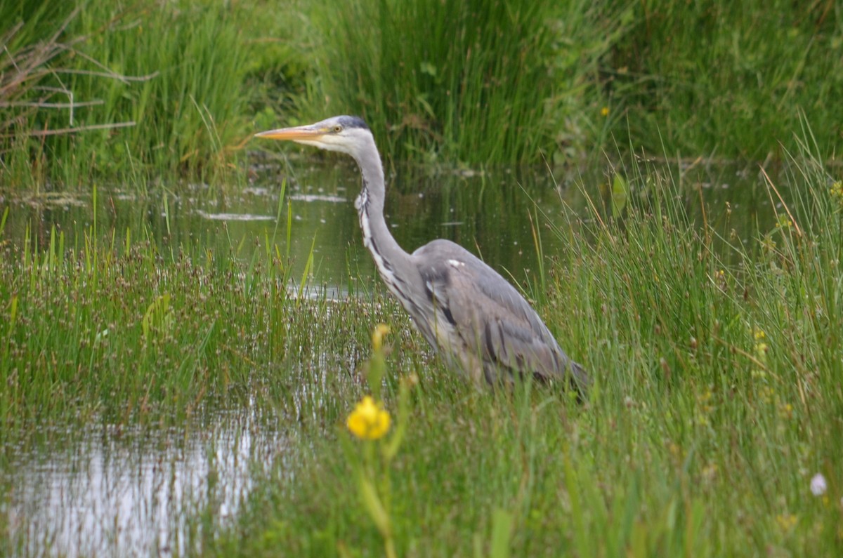 Gray Heron - ML173394661