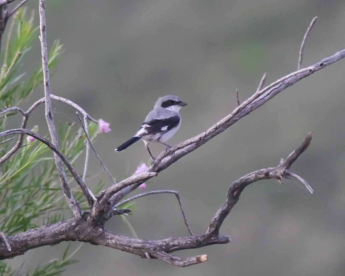 Alcaudón Americano - ML173394951