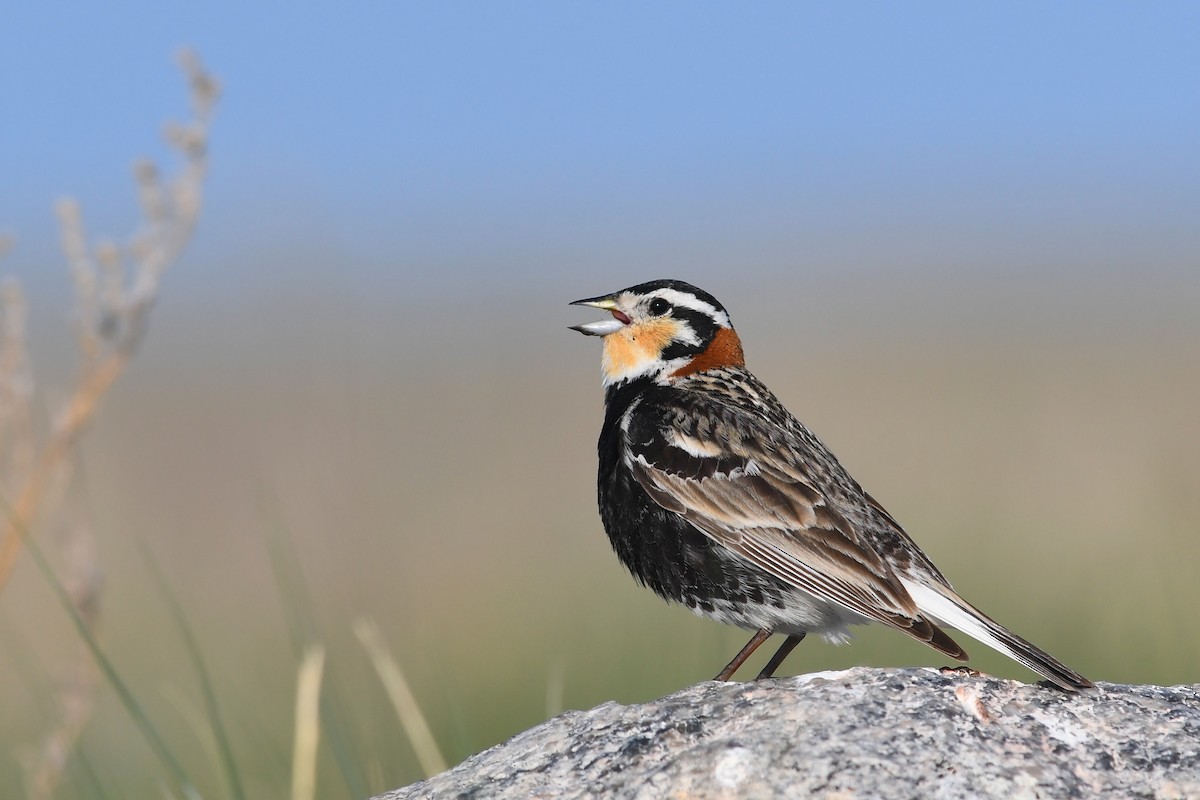 Chestnut-collared Longspur - ML173394981