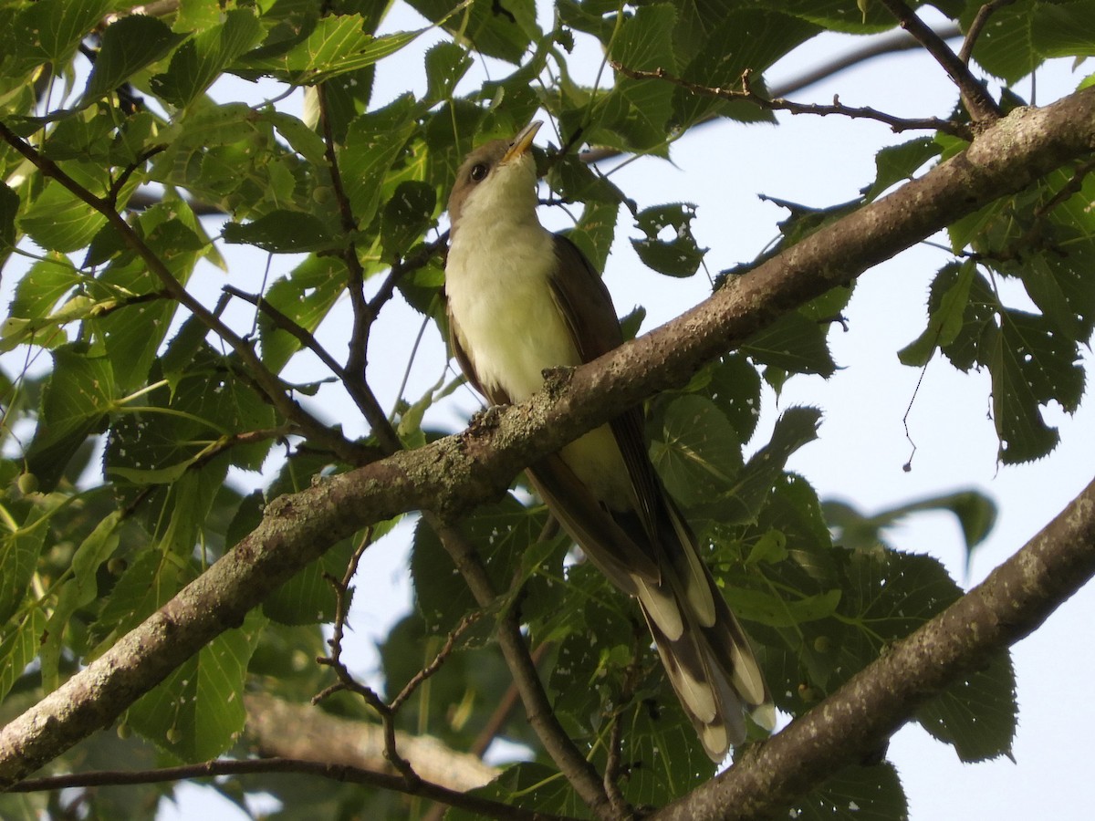 Yellow-billed Cuckoo - Paul Suchanek