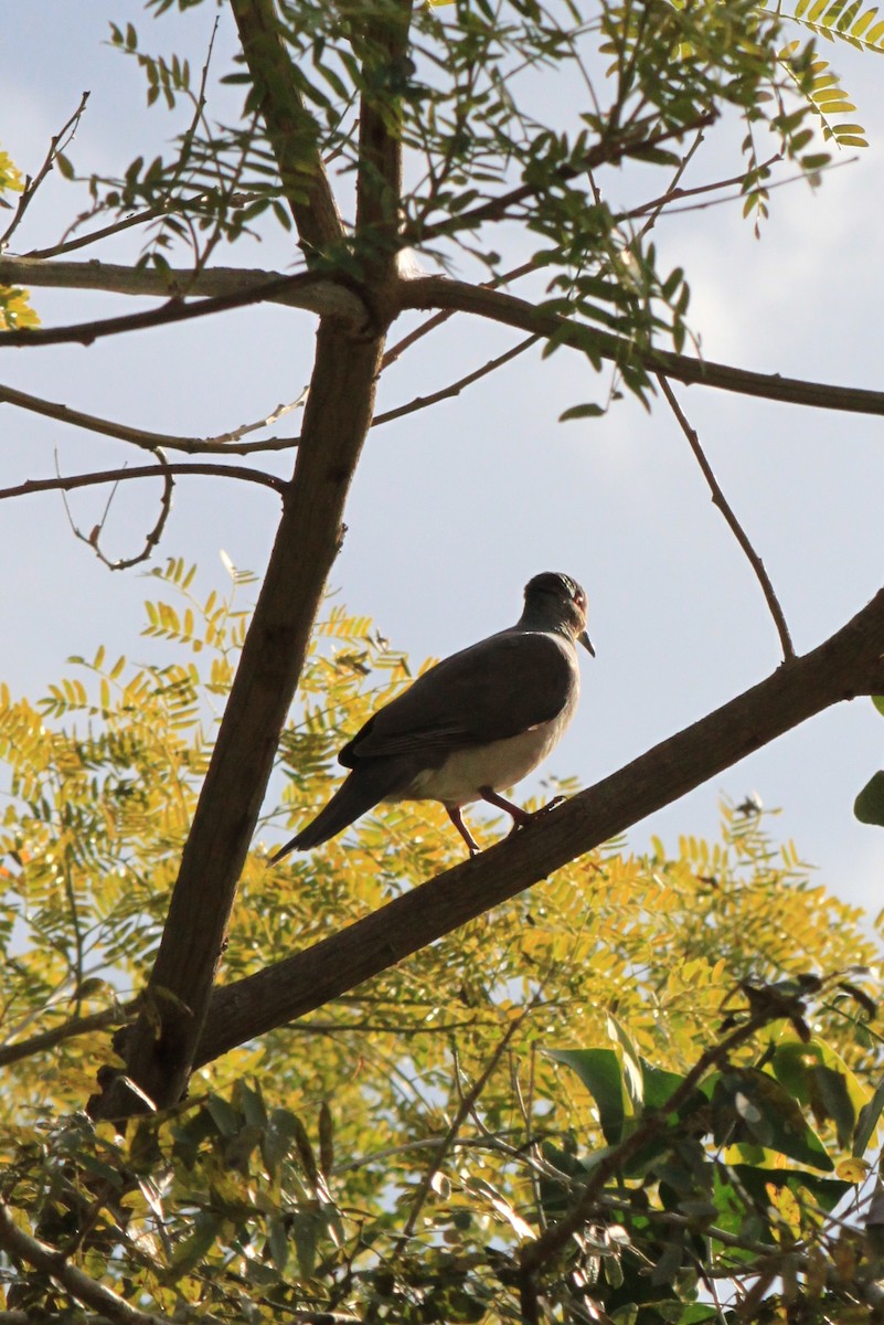 White-tipped Dove - Nuno Gonçalves