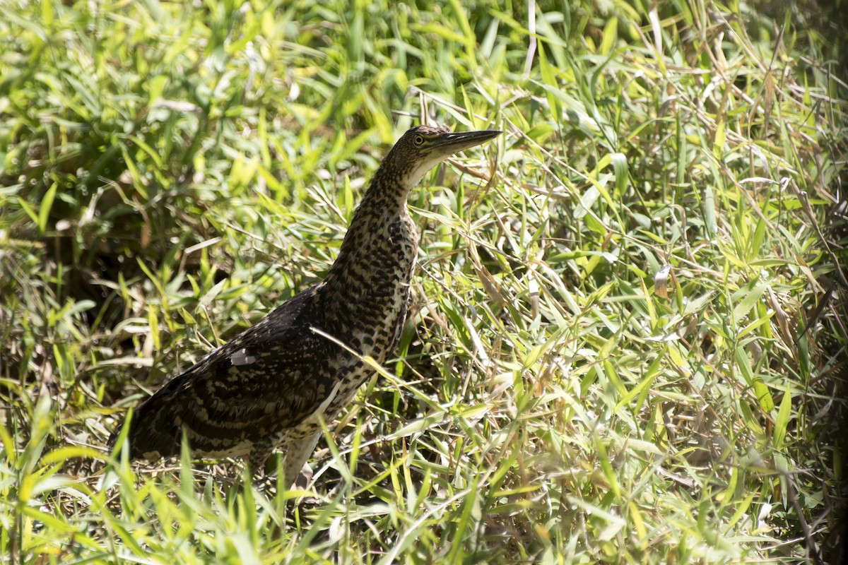 Rufescent Tiger-Heron - ML173399501