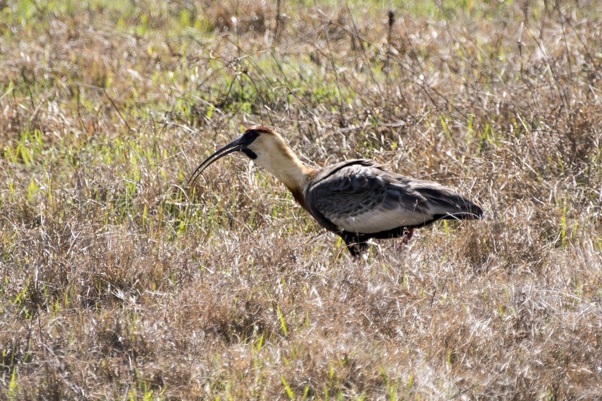 Buff-necked Ibis - ML173399591