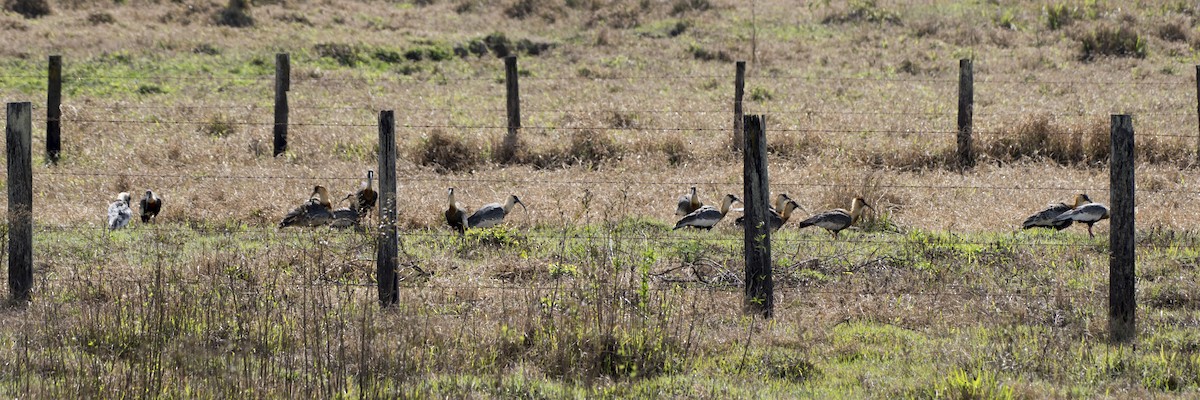 ibis bělokřídlý - ML173399601