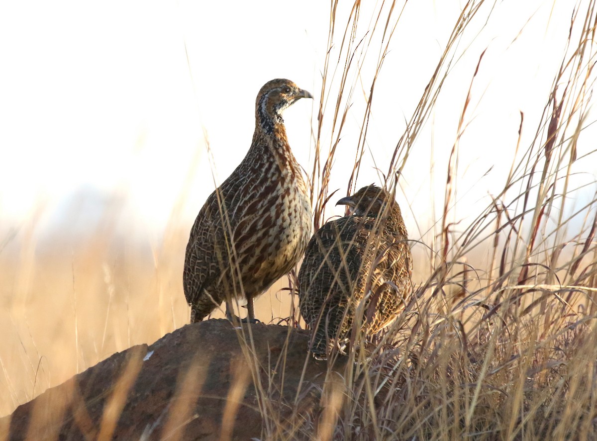 Orange River Francolin - ML173400271