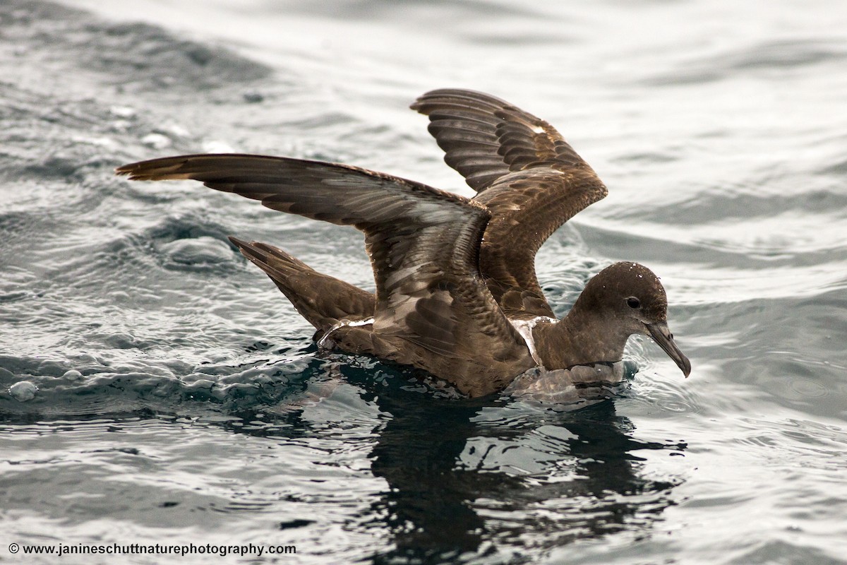 Sooty Shearwater - ML173400951